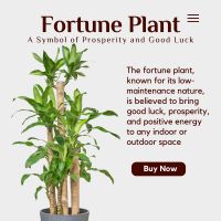 50 PESOS FORTUNE PLANT/LUCKY PLANT MONEY PLANT (1-5 STALKS AVAILABLE)