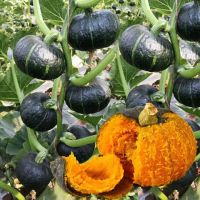 KALABASA LAGKITAN NATIVE VARIETY/ EASY TO GROW/ MORE HARVEST/ MORE INCOME! 10PCS