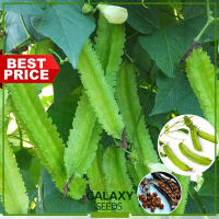 ″GalaxySeeds″ Winged Beans Seeds for Planting Vegetable Plants (5 Seed) Including fertilizer - Sigarilyas turay Plant