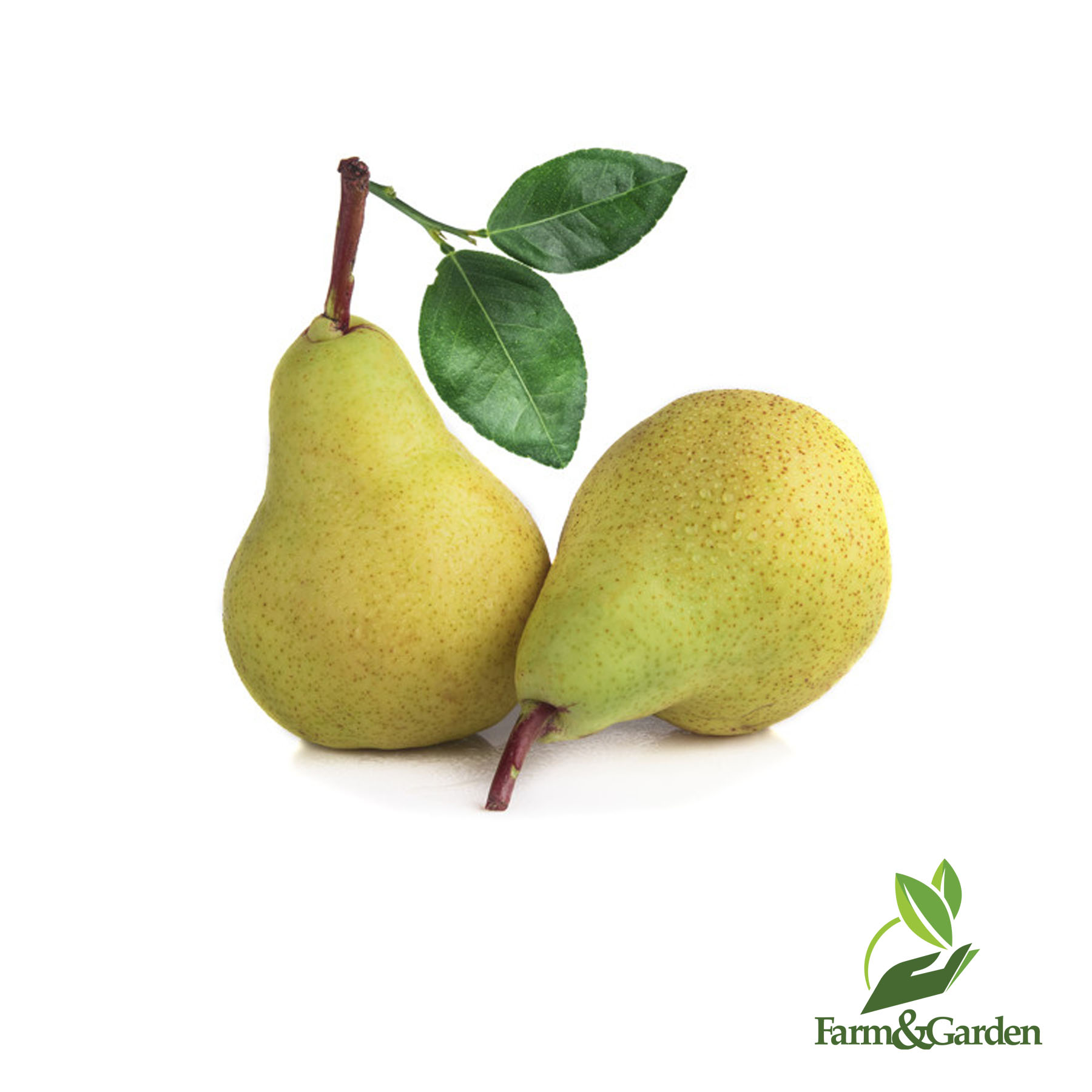 Три груши. Боксерский мешок капля. Груша на белом фоне. 91990 груша бокс. Груша без фона.