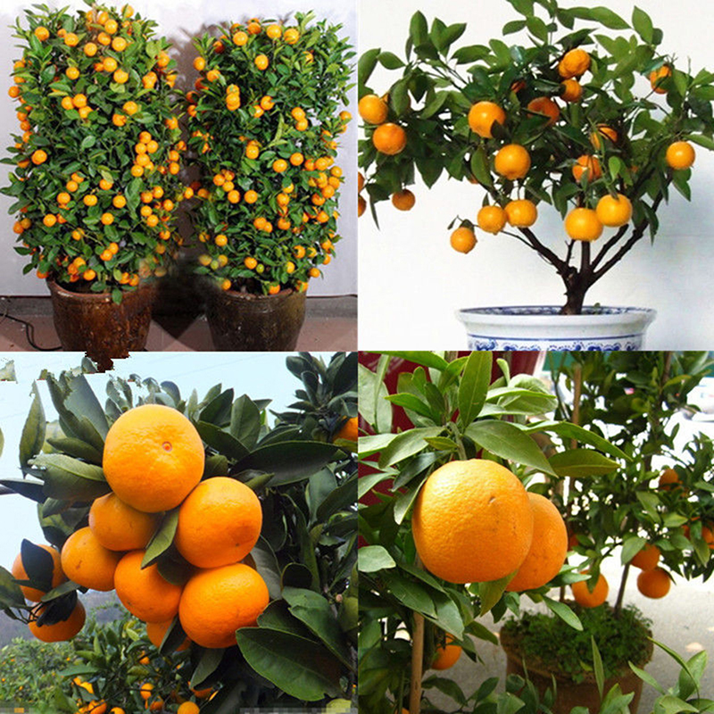 Kupanny 30Pcs Edible Fruit Mandarin Citrus Orange Bonsai Tree Seeds