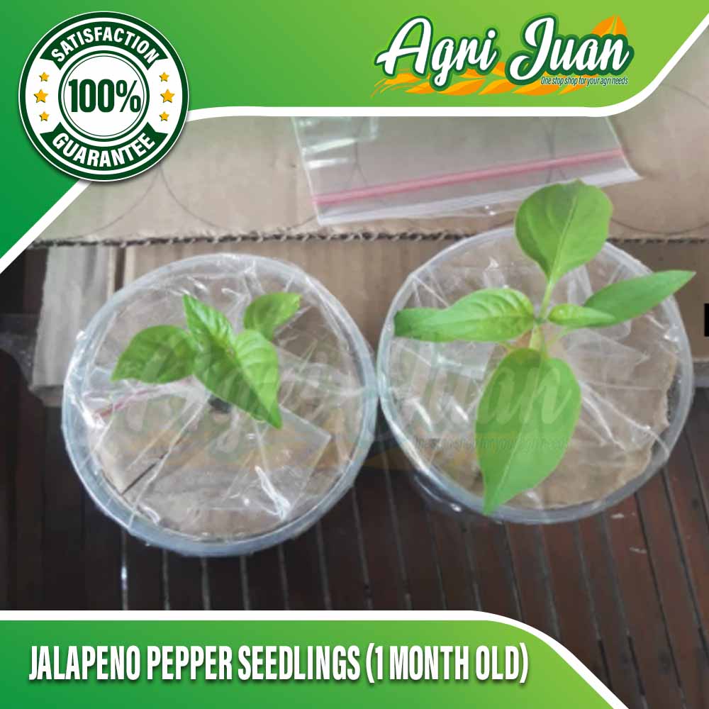 Jalapeno Pepper Seedlings (1 month old) review and price