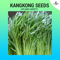 Upland Kangkong (High Germination) 100 seeds